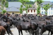 Merens horses resting on Couserans transhumance trek