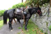 Merens horse resting on Transhumance