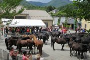 Brief pause on the Merens horse Transhumance