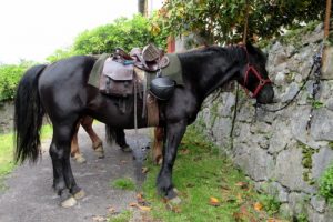 Merens horse saddled ready to ride