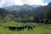 Horses in the beautiful Cirque de Campuls