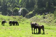 Mare and foal at Cirque de Campuls