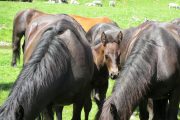 Merens foal on Ariege Transhumance