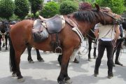 Horse enjoying a rub on the Bethmale transhumance trek