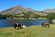 Horse resting by lake
