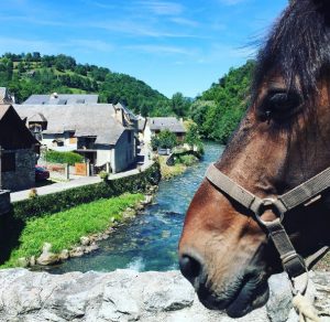 Castillonais native horse breed in the Pyrenees