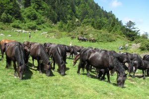 Merens horses in the mountain pastures of the Pyrenees