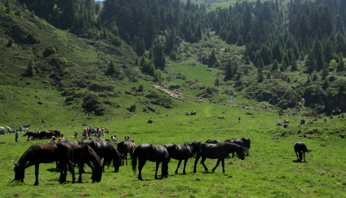 Native Merens horses in the Ariege Pyrenees