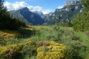 Wildflower beauty of Anisclo gorge Aragon