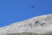 Bearded vulture Escuain gorge Aragon