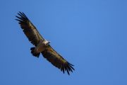 The Griffon vulture in Ordesa National Park