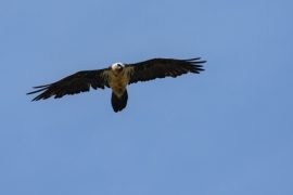 The bearded vulture or Lammergeier in Ordesa National park