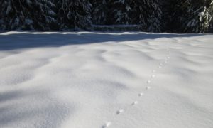 Animal tracks on a snowshoeing adventure