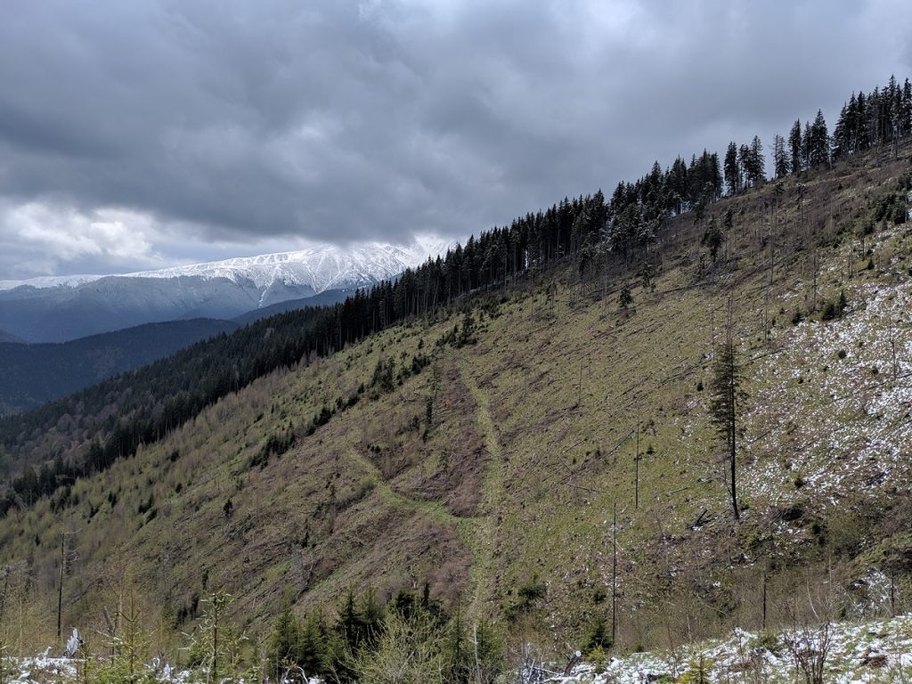 Hillside after replanting for carbon offset programme