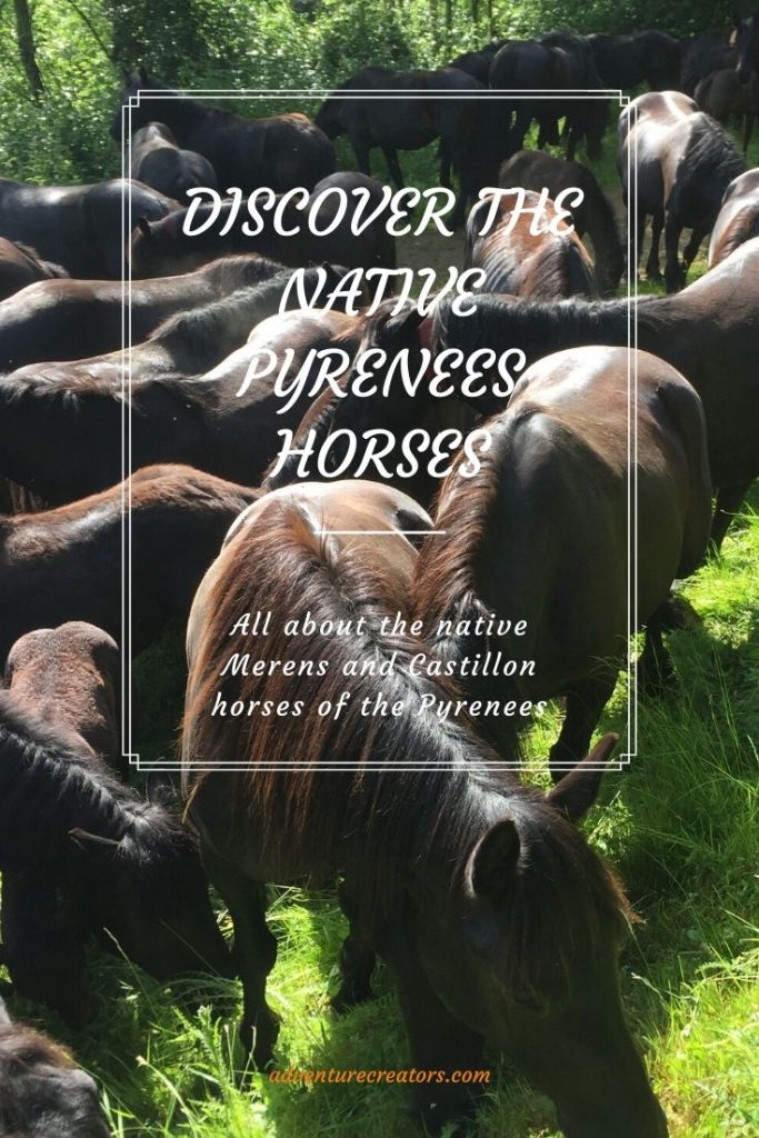 All about the native horses of the French Pyrenees