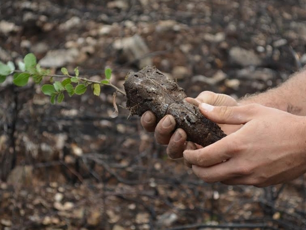 Planting tree saplings to carbon offset