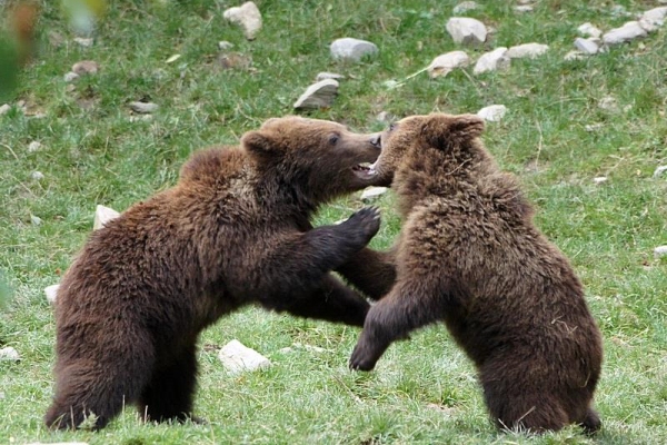 Brown bears in the Pyrenees