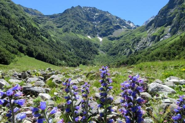 Flowers in the Pyrenees mountains