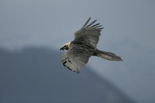 Bearded vulture in the Pyrenees