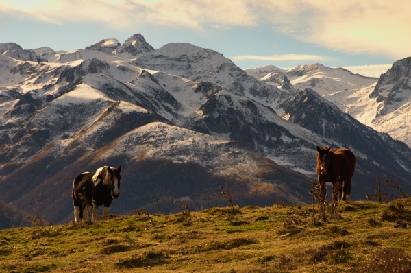 Horses in the Pyrenees mountains