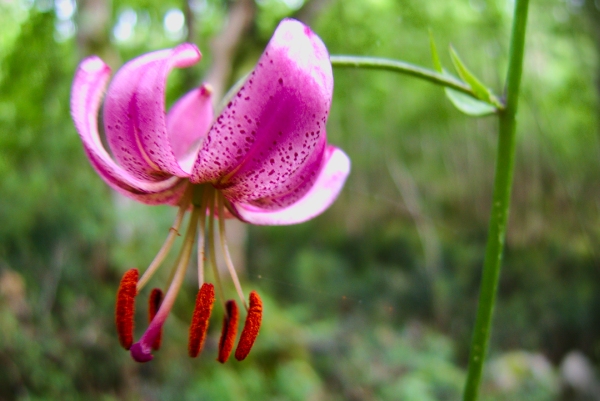 Martagon lily in the Pyrenees