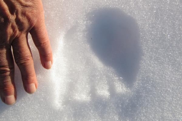 Finding tracks of bear cubs in the snow in the Pyrenees