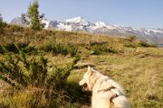 Hiking with huskies in the Pyrenees