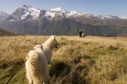 Mountain views hiking with huskies