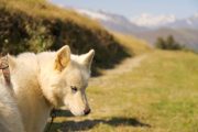 Beautiful husky face