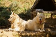 huskies relaxing