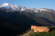 Cow lying down mountain view