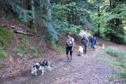 Walking uphill with huskies