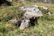 Marmot in the Pyrenees