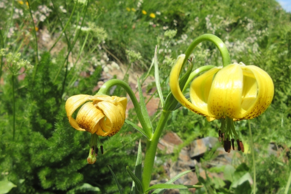 Pyrenees lily