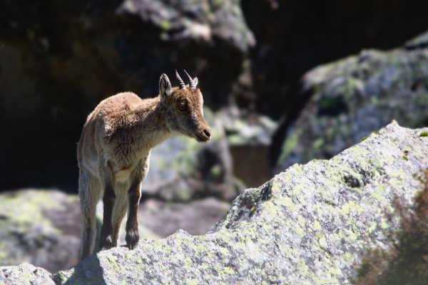 Ibex kid in the Pyrenees mountains