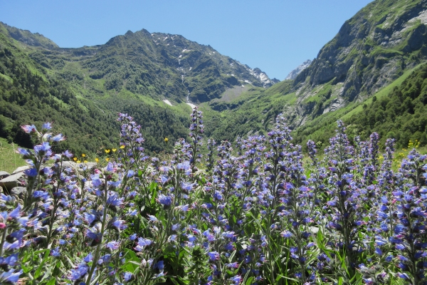 Pyrenees wildflowers