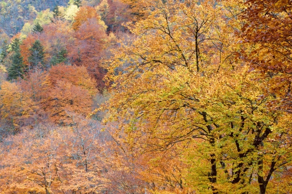 Autumn tree colours seen when hiking in the Pyrenees