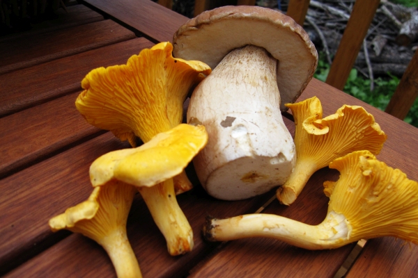 Foraging for mushrooms in the autumn 