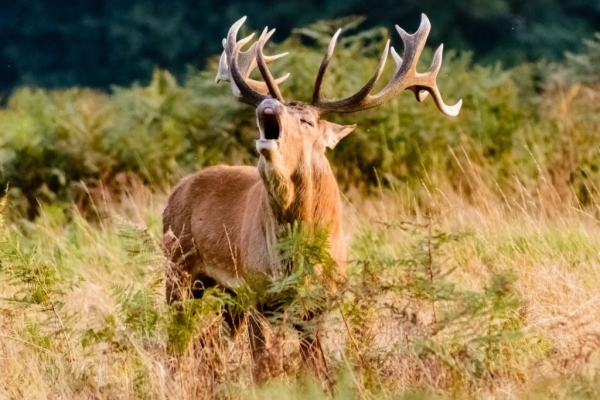 Red deer rut autumn wildlife adventure in the Pyrenees